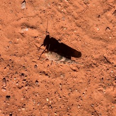 AJCeglia - JMC305 - MiniPodcast W/ Jordan Guidry