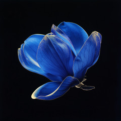 Blue Magnolia