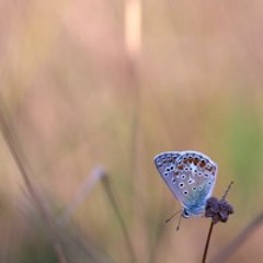 nocsil - papillons