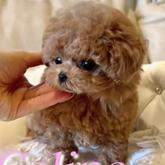 Adorable Micro Teacup Poodle Puppies for Sale New York | TIARA PETS
