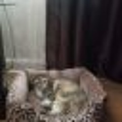 Cobie