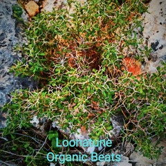 Loonatune - OrganicBeats ( Remastered Live Dj Set, July 2020, Israel)