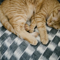 Sitting Practice 7-Min (The Mindful Christian)