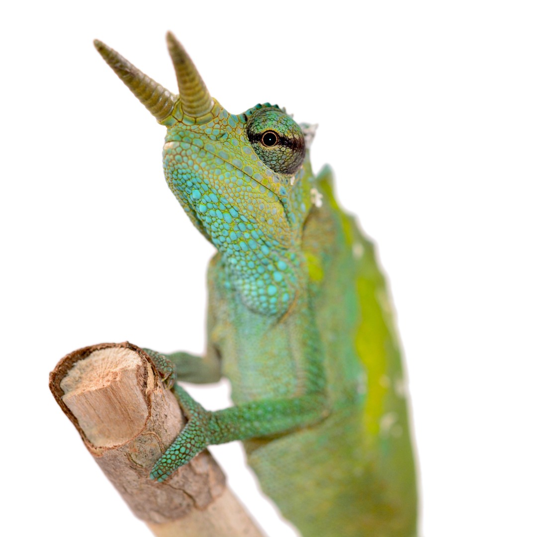 Stream Two-Horned Chameleon by HKW Music | Listen online for