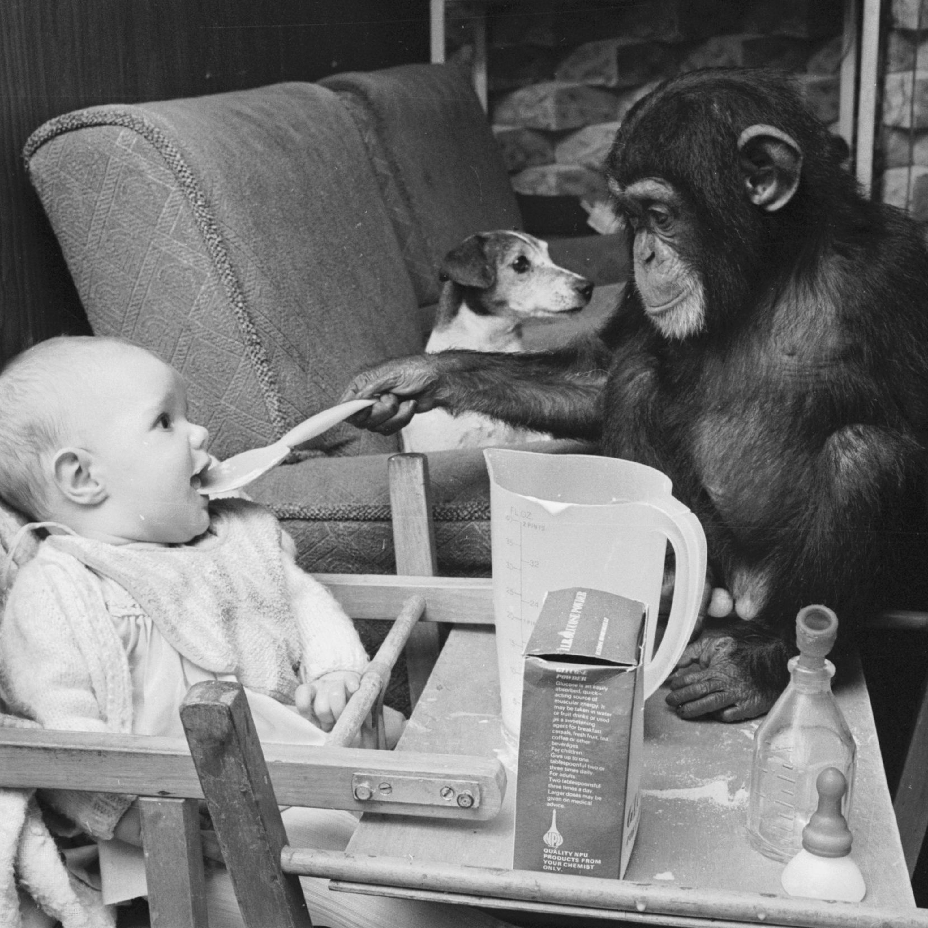 Iketa & Lane 8 - Apes And Children (0dB Edit) thumbnail