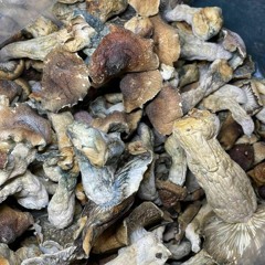 Buy PREMIUM Jack frost MAGIC MUSHROOMS ONLINE