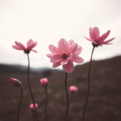 Midnight Bloom