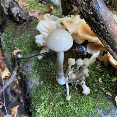 Trashbin.mp3 vocal.mp3