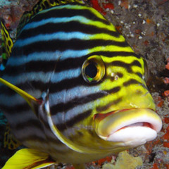 FREAK OFF! ft. Twosaeyo, Big Unc, HIMJON