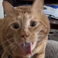 It’s Lit (Just Sum Bs)