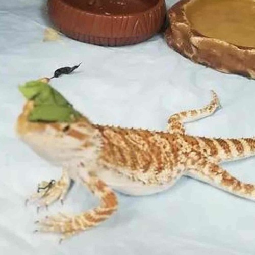 Juvenile Bearded Dragons - An Overview - Pawscuddle.com