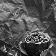 Wilted Stems   Gina & Xitb