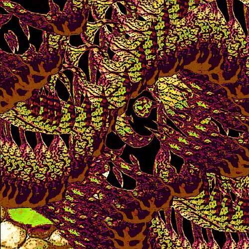 Cerastes