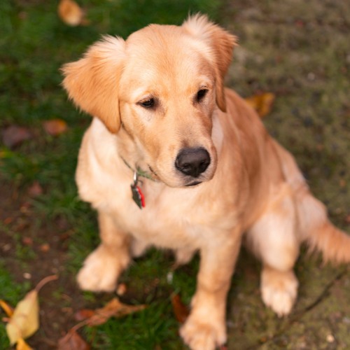 Stream episode 5 Key Behaviors for You the Canine Pack Leader by Real