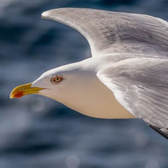 RÜCKENWIND [Vercetti129 & Don Ducky & Locke.r]