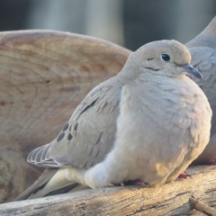 dove tearz #inthaclub