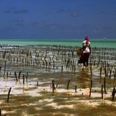 FAO: Mradi wa maendeleo ya mifumo ya chakula kutekelezwa Zanzibar