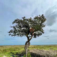Biophilia - Wood