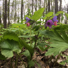 Серный - Дыхание