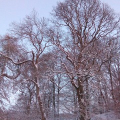 Tree Ferns III (Allison Cameron)