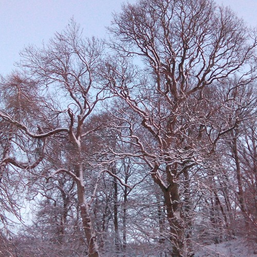 Tree Ferns III (Allison Cameron)