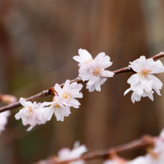 The Winter Blossom Revealed Under a Sky Tinged with Yellow