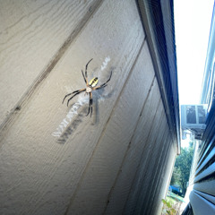 embarrassed fuckhead slow and reverb