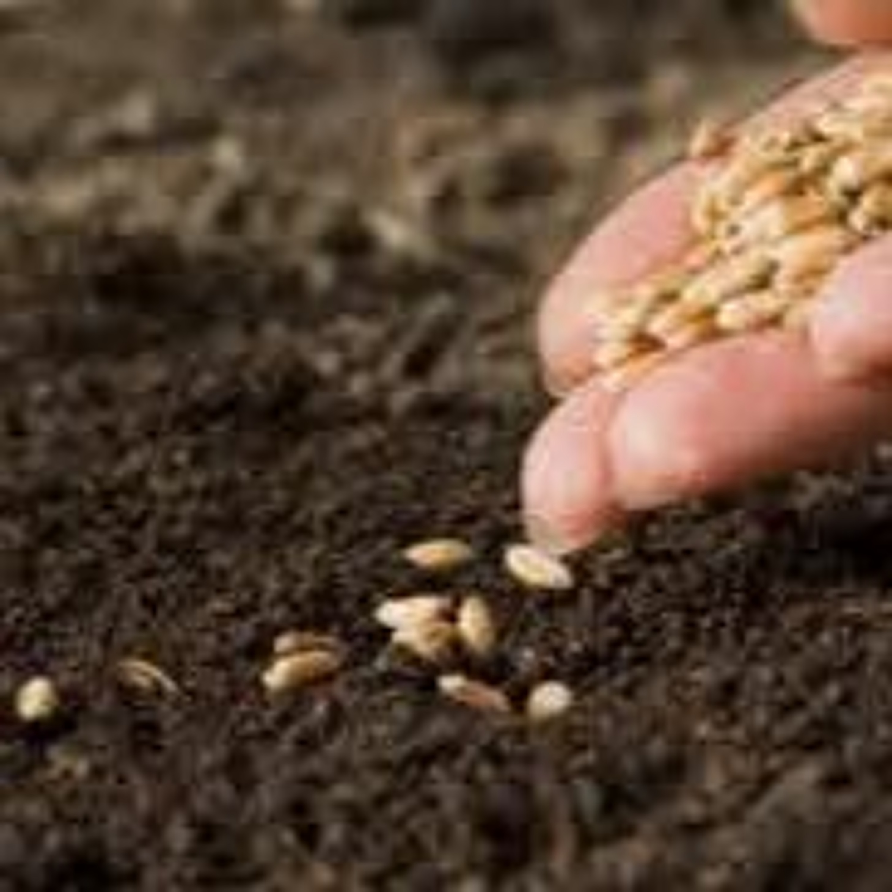 THE SEEDS OF DOING