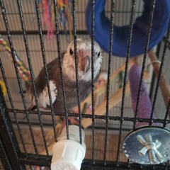 Bum Bum Bum Bum (ft. Figgy the Cockatiel)