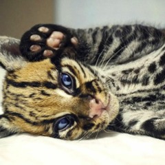 NYEPI ESCAPE FESTIVAL