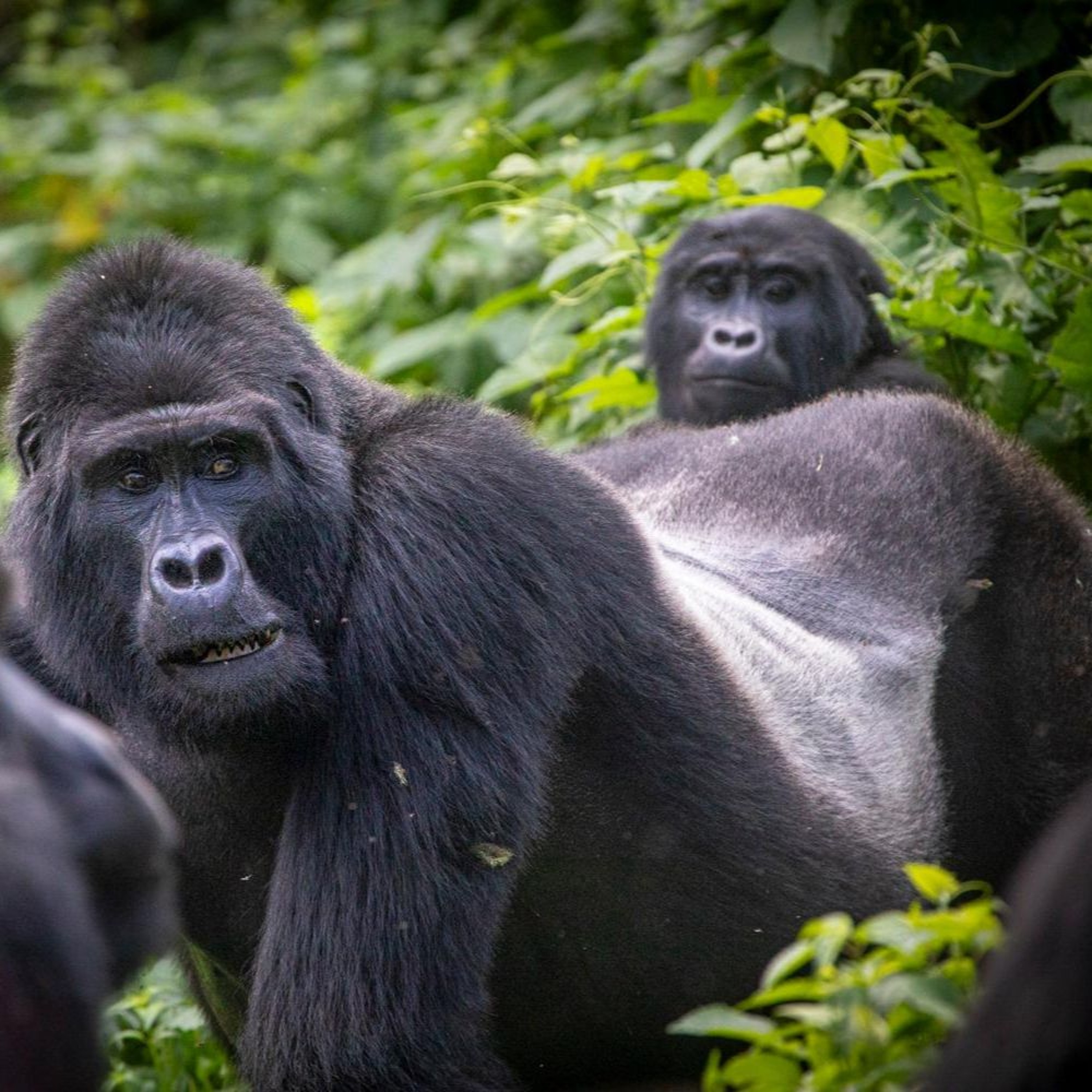Fiona Harper's Heart-stopping Moment as 250kg Silverback Charges episode artwork