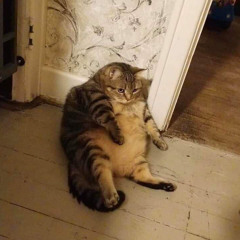 Vì seo cố giấu đi thật thà?!