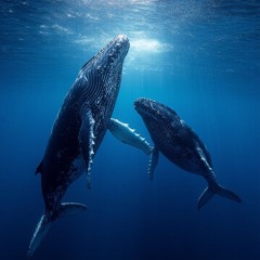 Cetacean Dreams