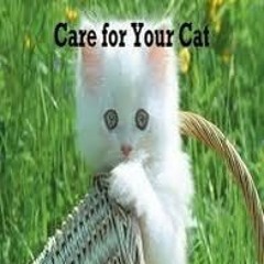 Jersey for kitty cats
