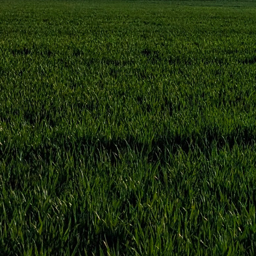 10 June - Foothills