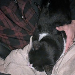 Mushrooms In The Forest