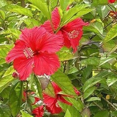 dreaming banished zones 4