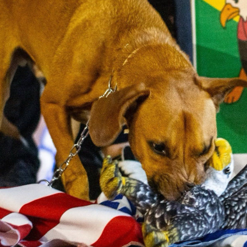 PARO DE PISCAR QUANDO CONTO DINHEIRO