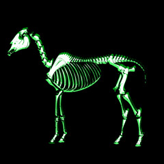 horse [prod ovidioo]