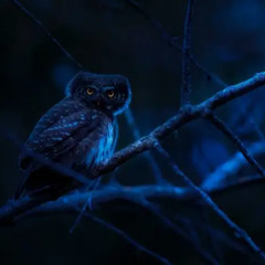 Nightowl