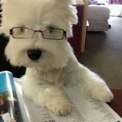 Your Dog Loves You ( cover )