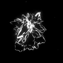 Daily Beat 17 - Fanfare