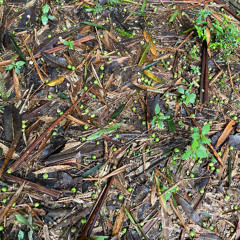 Slow Wake Up with Distant Thunder - Andean Amazon, Peru