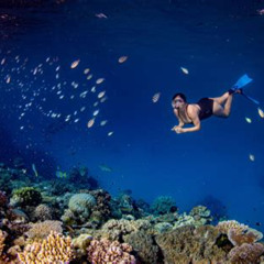 Best Great Barrier Reef Snorkeling Cruise Prices Reviews