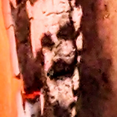 YUCATAN-FORBIDDEN NECTAR