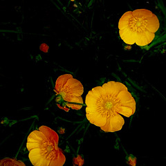 Deep In This Darkness a Light Gently Glows Whispering, Remember