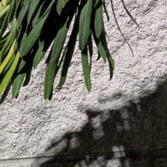 Dominoes (InfiniteMix) - VoodooHounds Live@BAAD Farm