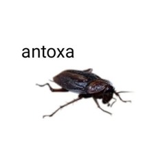 antoxa