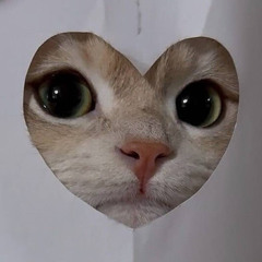 amor novus