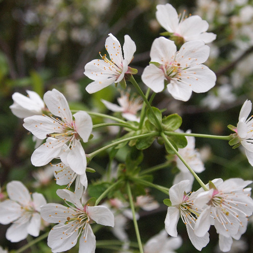 Sprung in den Spring